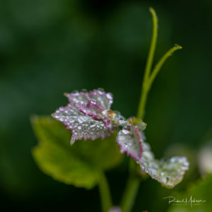 Crystal Dew on new Grape Leaves
