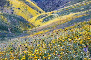 Caliente Canyon Super Bloom, Carrizo Plains