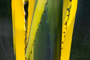 Agave in Winter Light