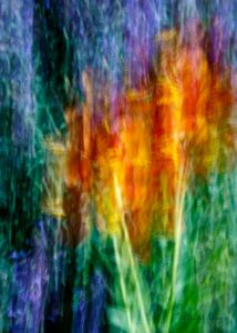 Lilies of the Incas, Impressionist Photo