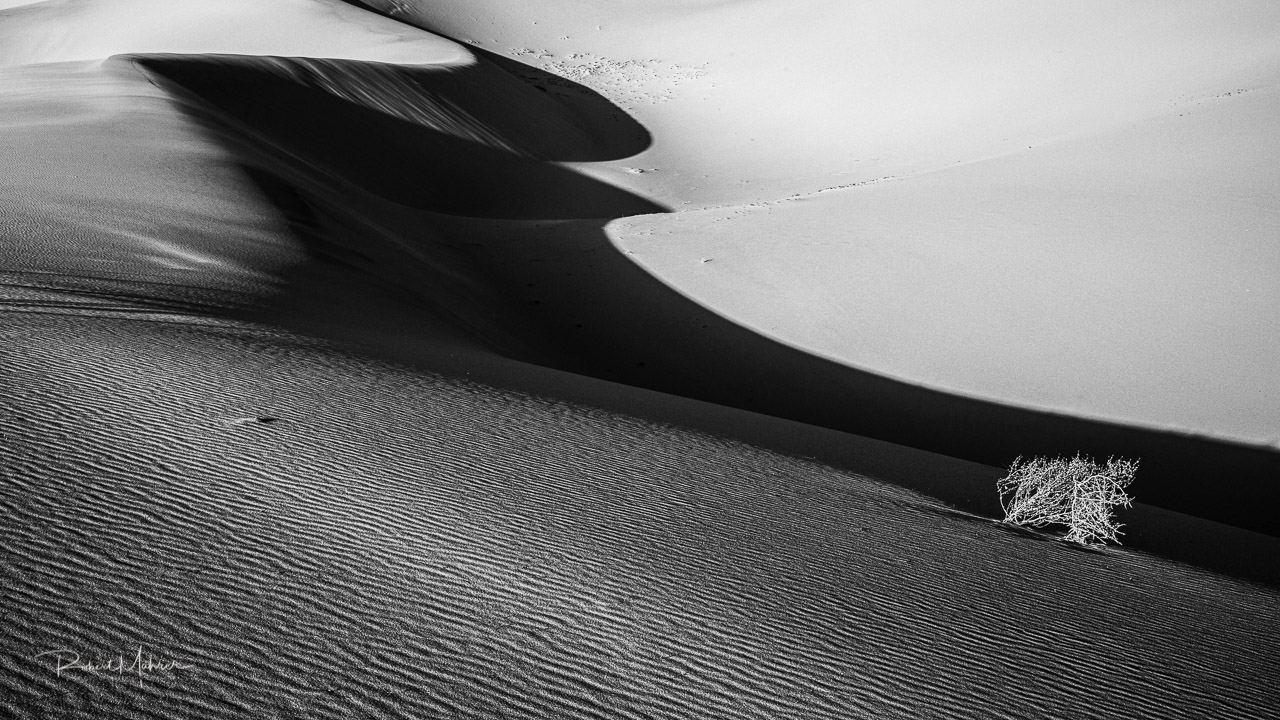 Dunes with Mesquite B&W #2-